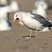 California Gull